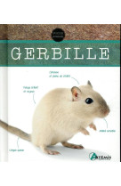 Gerbille